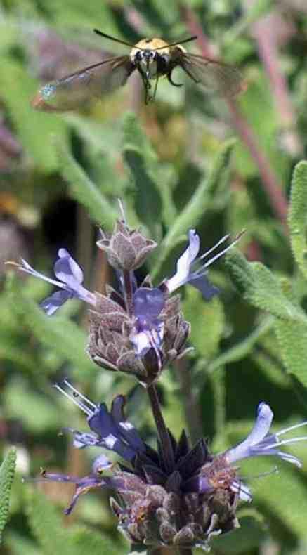 Bumblebee Moth or Snowberry Clearwing, Hemaris sp.   flying to  a Salva Pozo Blue flower - grid24_12