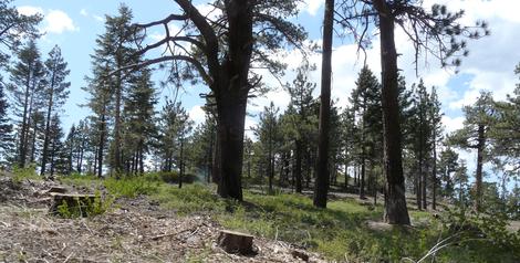 Thinned Pinus Jeffreyi with Symphoricarpos parishii, Mountain Snowberry under it. I assume they removed everything else. - grid24_12