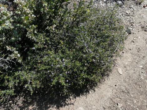 Arctostaphylos obispoensis and Ceanothus foliosus on serpentine soil. - grid24_12