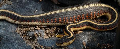 Probably a Thamnophis sirtalis fitchi - Valley Gartersnake,  after eating a vole or gopher. - grid24_12