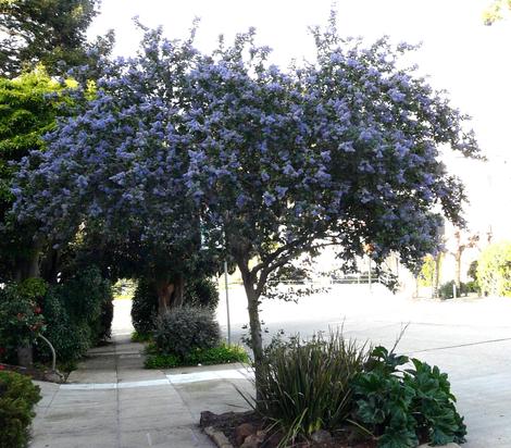 Ceanothus Ray Hartman as street tree in Northern California. Where it's cool in the sumer this works. - grid24_12