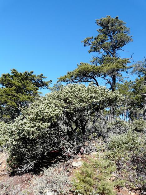 Arctostaphylos obispoensis mazanita  and Sargent Cypress tree on serpentine. - grid24_12