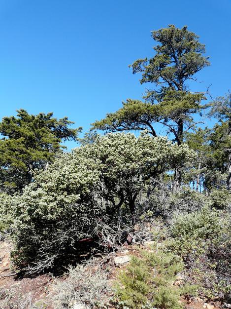 Arctostaphylos obispoensis mazanita  and Sargent Cypress tree on serpentine. - grid24_12