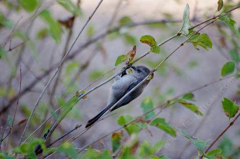 A small flock of Bushtits spent many minutes checking the snowberries flow seeds and bugs as the leaves were falling for winter. - grid24_12