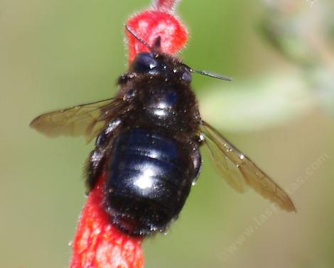 Xylocopa tabaniformis orpifex, Little Carpenter Bee is not really little. Bigger than many of the bumblebees.Here stealing nectar from a California fuchsia.  - grid24_12