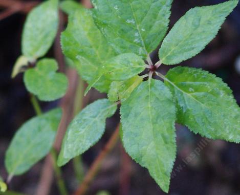 Prunus subcordata, Sierra Plum and Pacific Plum leaves. Sorry we do not have a plant big enough in the ground, yet. - grid24_12