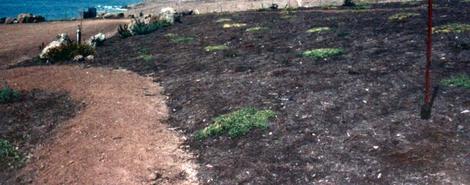 What the coastal bluff looked like at planting in 1984. This was a cow pasture that we restored. - grid24_12