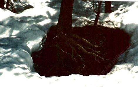 The tree roots in early spring seem to warm and melt the snow. - grid24_12
