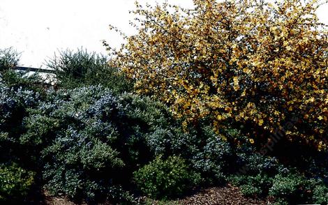 Ceanothus Joyce Coulter and Fremontia  - grid24_12