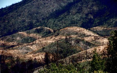 The brown areas are the areas seeded after fire. Green areas are still a little native. The brown areas can burn at anytime. - grid24_12