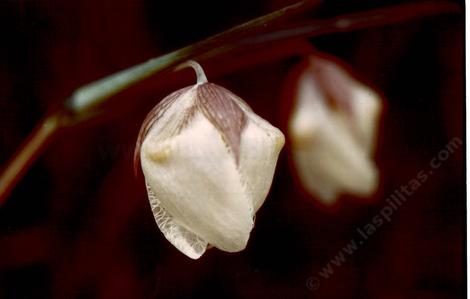 Calochortus albus, Fairy Lantern with a little pink - grid24_12