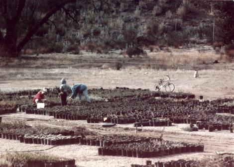 Celeste and Penny weeding while Ian was supervising in about 1992. The photos were not dated, so just a guess. - grid24_12