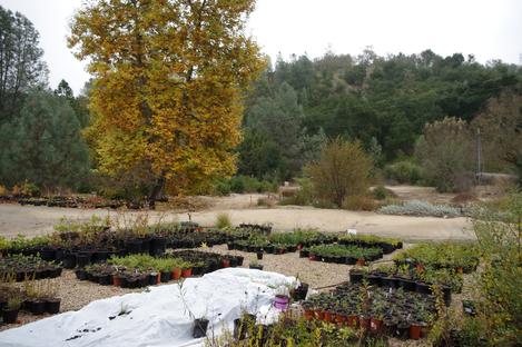 The nursery looking down towards the front gate on a cold winter morning in 2011. The white row cover can keep the gallon plants a few degrees warmer. They still freeze, but stay above about 20F. This is why our plants grow when others fail.  - grid24_12