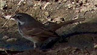 A sage sparrow standing in  a puddle. - grid24_12