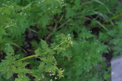 Bur chervil, Anthriscus caucalis - grid24_12