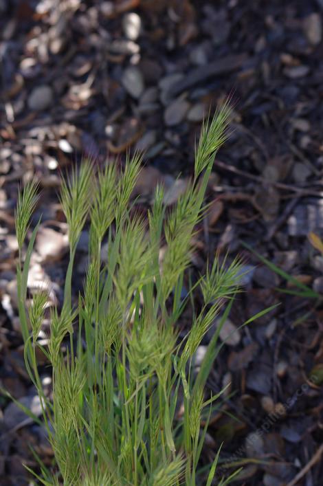 Bromus madritensis, Foxtail - grid24_12