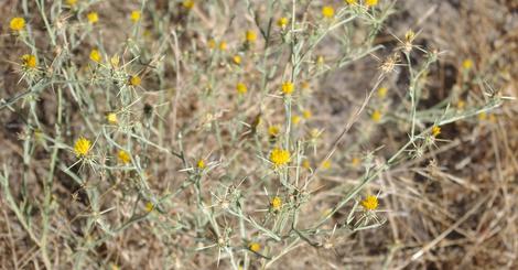 Yellow Star Thistle, Centaurea solstitialis - grid24_12