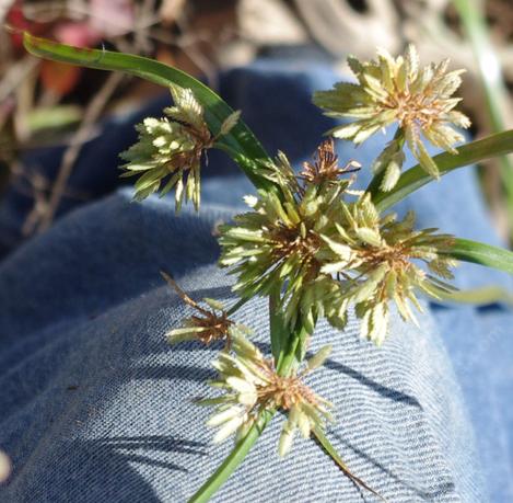 Nutsedge, Cyperus is a nasty weed in ag fields. - grid24_12