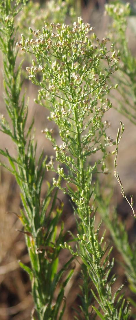 Conyza canadensis, Horseweed is resistant to glyphosate.  - grid24_12