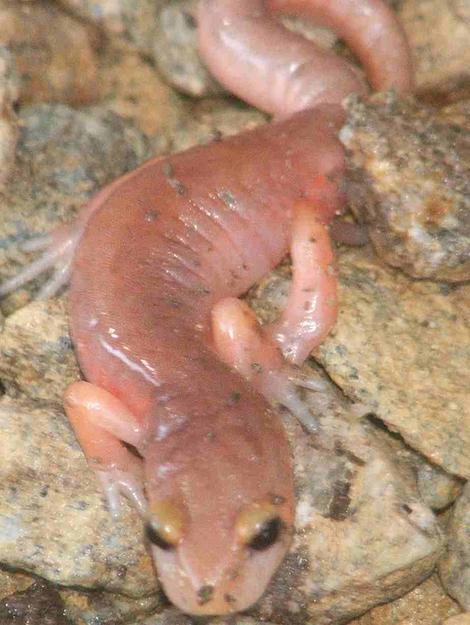 Arboreal Salamander, Aneides lugubris in the nude - grid24_12