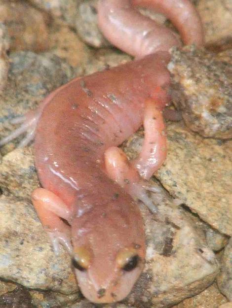 Arboreal Salamander, Aneides lugubris in the nude - grid24_12 Arboreal Salamander, Aneides lugubris in the nude - grid24_12