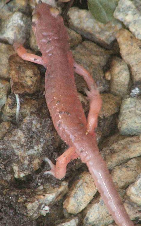 Arboreal Salamander, Aneides lugubris - grid24_12