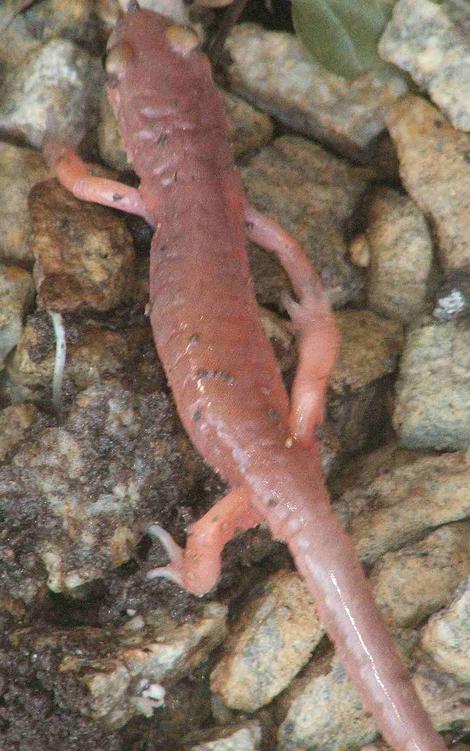 Arboreal Salamander, Aneides lugubris - grid24_12 Arboreal Salamander, Aneides lugubris - grid24_12