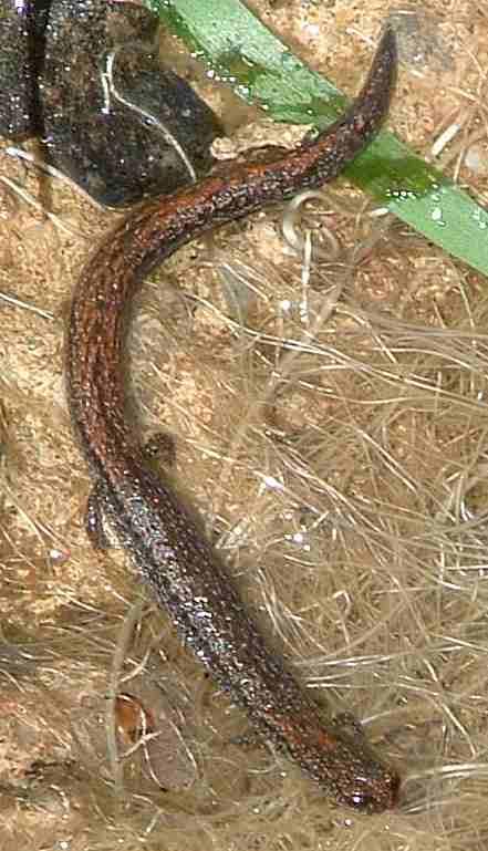 Black-bellied Slender Salamander,  Batrachoseps nigriventris across a wet spot of roots - grid24_12