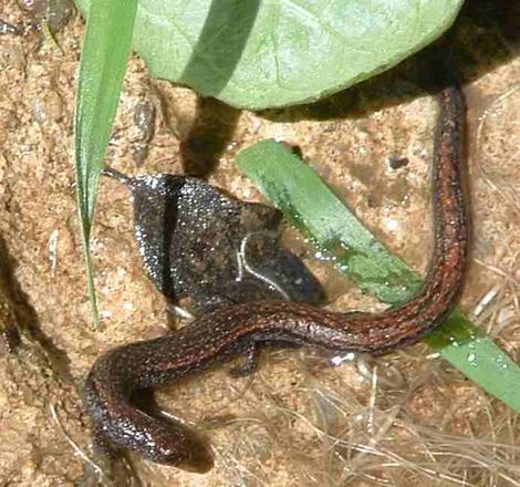 Black-bellied Slender Salamander,  Batrachoseps nigriventris - grid24_12