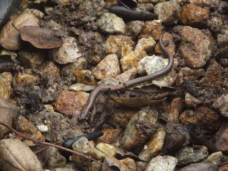 Black-bellied Slender Salamander,  Batrachoseps nigriventris crawling under a nursery pot - grid24_12