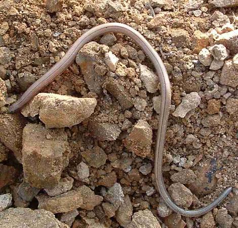 Anniella pulchra,  California Legless Lizard - grid24_12