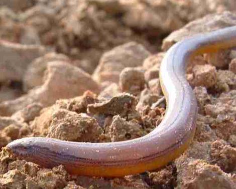 Anniella pulchra,  California Legless Lizard up close - grid24_12