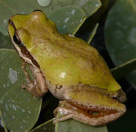 The green form of Pseudacris sierra - Sierran Treefrog or Pacific treefrog, Hyla regilla, or Pseudacris regilla, Pacific Chorus Frog - grid24_12