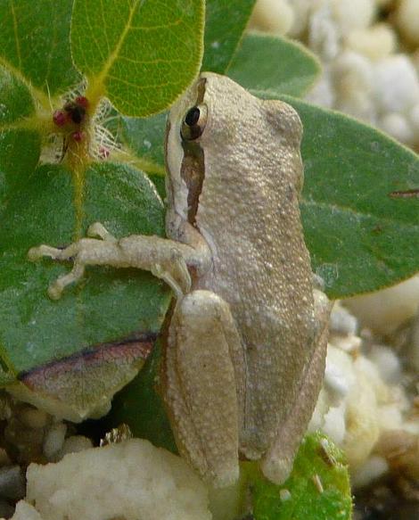Pseudacris sierra - Sierran Treefrog or Pacific treefrog, Hyla regilla, or Pseudacris regilla, Pacific Chorus Frog - grid24_12