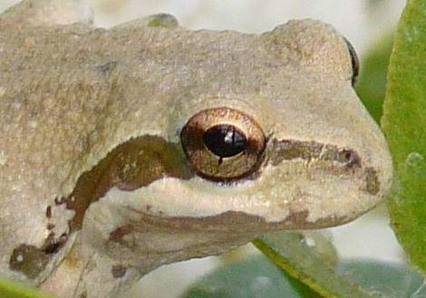 Pseudacris sierra - Sierran Treefrog or Pacific treefrog, Hyla regilla, or Pseudacris regilla, Pacific Chorus Frog - grid24_12