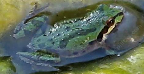 Pseudacris sierra - Sierran Treefrog or Pacific treefrog, Hyla regilla, or Pseudacris regilla, Pacific Chorus Frog, live in dry chaparral or riparian areas. - grid24_12