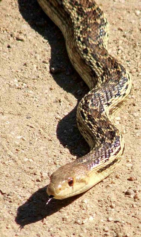 Pituophis catenifer catenifer - Pacific Gopher Snake - grid24_12