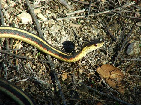 Thamnophis sirtalis fitchi, Valley Gartersnake looking at you - grid24_12