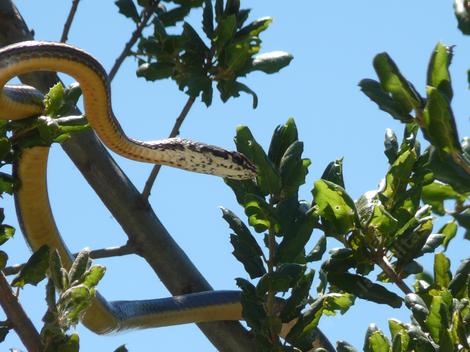 Coluber lateralis lateralis - California Striped Racer up in a tree. - grid24_12