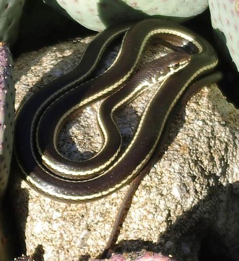 A Whip Snake, or Coluber lateralis lateralis,California Striped Racer - grid24_12