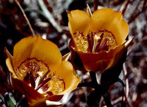 Calochortus clavatus - grid24_12