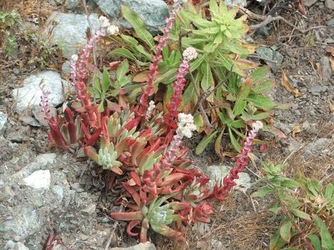 Coast Dudleya, Sand-lettuce and Sea Lettuce with Oeanothera hookerii - grid24_12