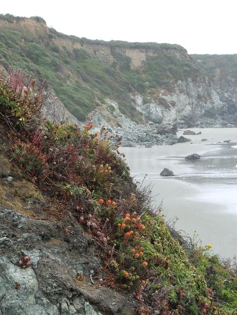 Coast Dudleya, Sand-lettuce and Sea Lettuce on a coastal bluff in southern Big Sur - grid24_12