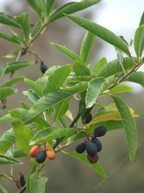 Osos berry on the Big Sur Coast - grid24_12