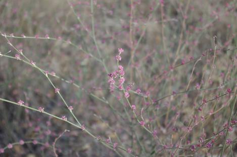 Eriogonum roseum; Wand Buckwheat  - grid24_12