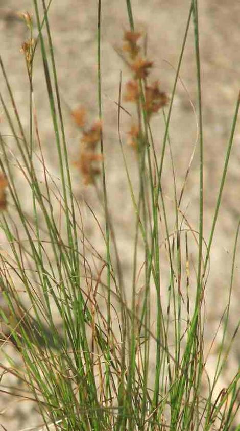 Juncus mexicanus - grid24_12