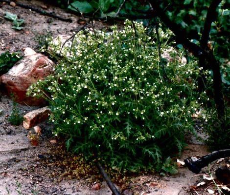 Eucrypta chrysanthemifolia as little bush - grid24_12