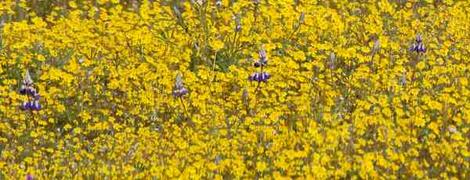 Lasthenia glabrata, Goldfields, flowering happily with Lupinus nanus, under the sun, in San Luis Obispo county, California. - grid24_12