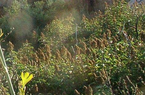 Laurel Sumac, Malosma is native in Los Angels and south to San Diego. This was a slope in North San Diego. - grid24_12