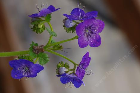 Phacelia grandiflora, Large Flowered Phacelia - grid24_12